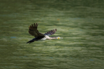 Cormorant in Flight Over Green Water