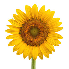 Fototapeta premium Radiant sunflower blooming vibrantly, its golden petals promising warmth and joy, perfect for adding a touch of summer sunshine to your creative projects