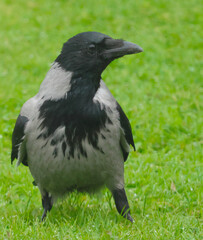 crow on the grass