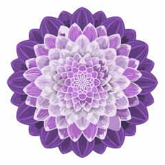 Beautiful purple dahlia flower isolated on white background vector illustration