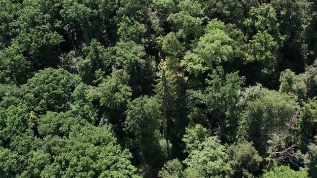 Cinematic Aerial Drone Orbit Around Single Tree in Deciduous Forest | Smooth Rotation Over Summer Canopy