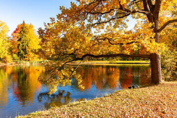 Autumn foliage in Alexander park, Tsarskoe Selo (Pushkin), St. Petersburg, Russia