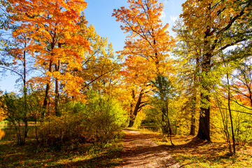 Autumn foliage in Alexander park, Tsarskoe Selo (Pushkin), St. Petersburg, Russia
