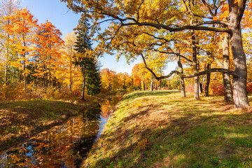 Autumn foliage in Alexander park, Tsarskoe Selo (Pushkin), St. Petersburg, Russia