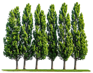 Tall, lush cypress trees in a row