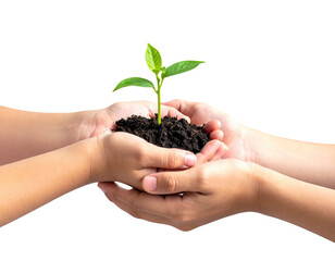 Hands holding seedling, nature, growth