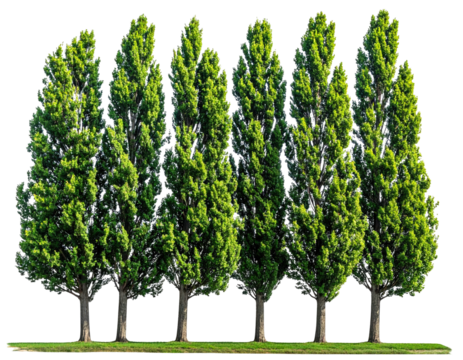 Tall, lush cypress trees in a row