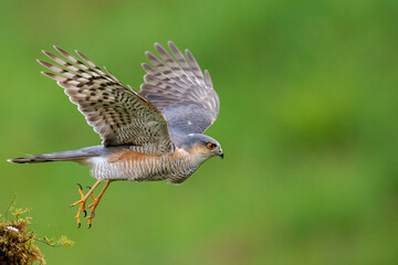 Sparrowhawk (Accipiter nisus) in flight