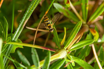 hoverfly between leaves in the grass