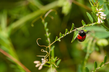 red beetle with black dots on young grass in morning dew
