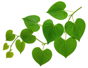Fototapeta premium Close-up of lush green leaves on a branch