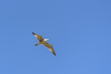 Seagull Soaring in Clear Blue Sky