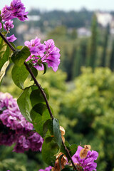 view from Gardone at the lake of Garda
