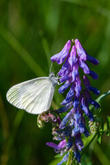 White butterfly on bright purple Vicia cracca
