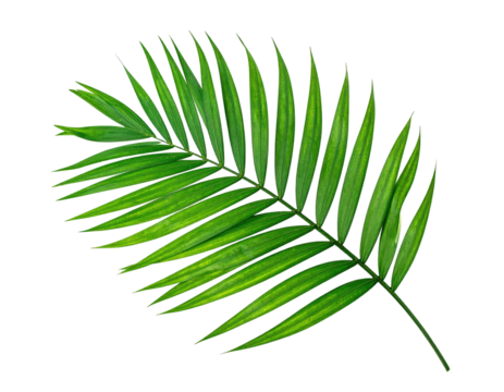 Close-up of a vibrant palm leaf (1)