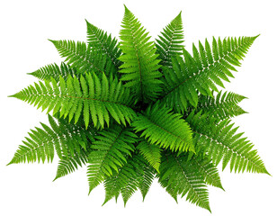 Overhead view of a lush fern (1)