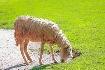 Close up the brown Sheep is rest in garden