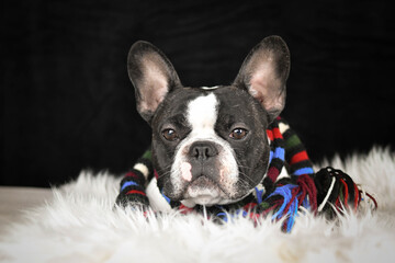 Portrait of a French Bulldog wearing a colorful striped scarf, sitting on a fluffy rug with black studio background.	
