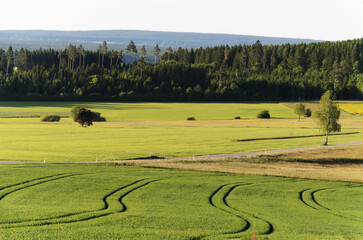 Tractor Tracks Across Green Fields