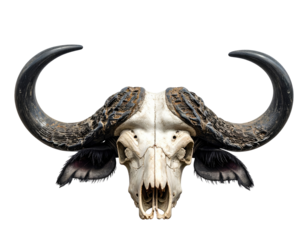 Close-up buffalo skull, horns and jaw
