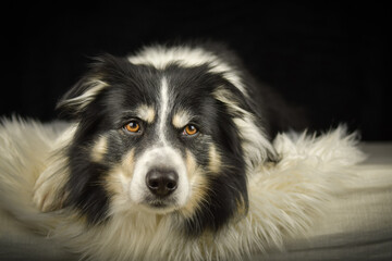 Close-up portrait of a black and white Border Collie lying on a fluffy white rug against a dark background.	