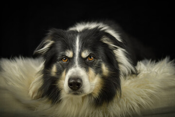 Close-up portrait of a black and white Border Collie lying on a fluffy white rug against a dark background.	