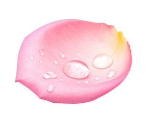 Close-up of a single rose petal with water droplets