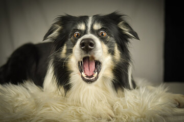 Border Collie lying on a rug, focused expression while watching and catching a treat.