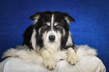 Calm Border Collie Posing Against Blue Background. A well-groomed black and white Border Collie is lying on a soft white faux fur blanket, placed over a crumpled white sheet. The dog gazes calmly