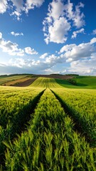 Naklejka premium Wheat field path, bright sky