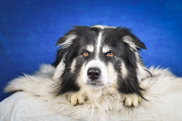 Calm Border Collie Posing Against Blue Background. A well-groomed black and white Border Collie is lying on a soft white faux fur blanket, placed over a crumpled white sheet. The dog gazes calmly