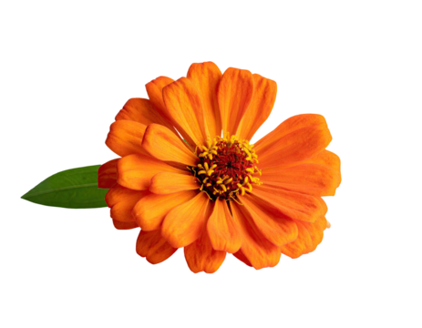 Close-up of vibrant orange zinnia flower (1)