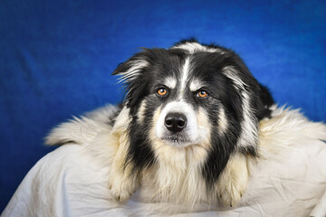 Calm Border Collie Posing Against Blue Background. A well-groomed black and white Border Collie is lying on a soft white faux fur blanket, placed over a crumpled white sheet. The dog gazes calmly