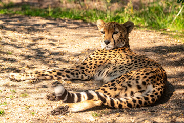 Into the wild - Cheetah !