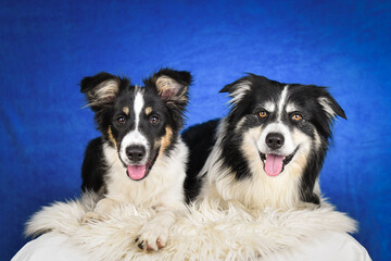 Two happy Border Collie dogs posing together in studio.Portrait of two cheerful Border Collie dogs lying side by side on a fluffy rug, looking at the camera with tongues out. Studio shot with blue