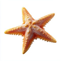 Natural dried starfish with orange hue coastal beach macro photography textured environment artistic close-up