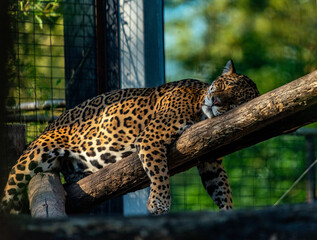 Into the wild - Jaguars !
