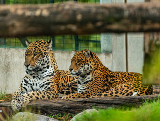 Into the wild - Jaguars !