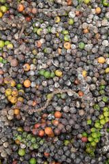 close-up of moldy mixed peppercorns, spoiled black, green, and brown berries with fungal growth, concept of spice waste and result of improper food drying