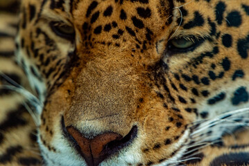 Into the wild - Jaguars