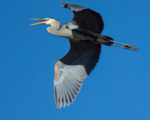Great Blue heron flying overhead