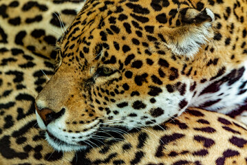 Obraz premium Into the wild - Jaguars