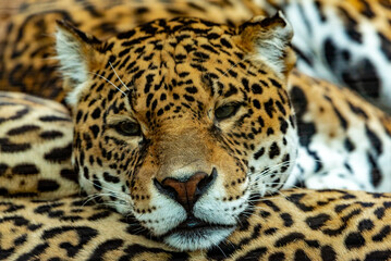 Obraz premium Into the wild - Jaguars