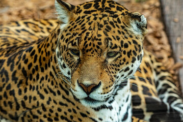 Obraz premium Into the wild - Jaguars