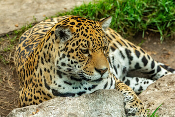 Obraz premium Into the wild - Jaguars