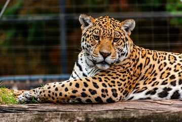 Into the wild - Jaguars