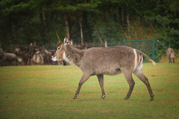 Waterbuck antelope (Kobus ellipsiprymnus) walking on green grass, side view.