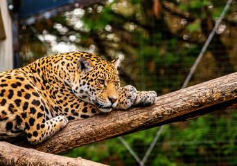 Into the wild - Jaguars