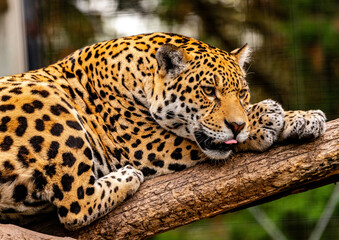 Into the wild - Jaguars