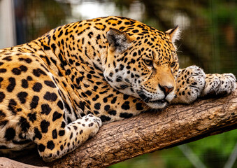 Into the wild - Jaguars